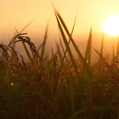 【毎月定期便】コシヒカリ米9kg精米全6回