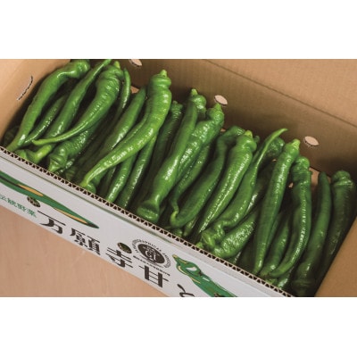 甘い!美味い!辛くない!京のブランド産品「万願寺甘とう」2kg