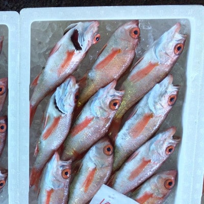 のどくろ開き干し 計3枚