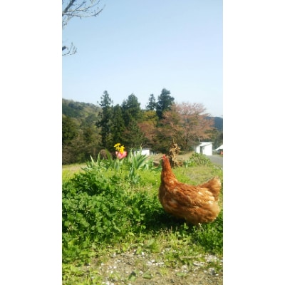 赤岩高原たまご　20個入り×2パック