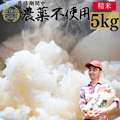 令和8年産 コシヒカリ 棚田米 5kg 精米 栽培期間中農薬不使用