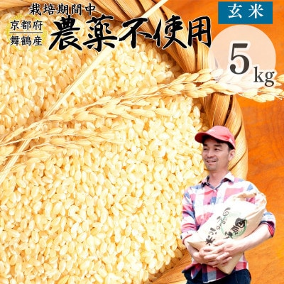 令和8年産 棚田米 玄米 5kg 栽培期間中農薬不使用