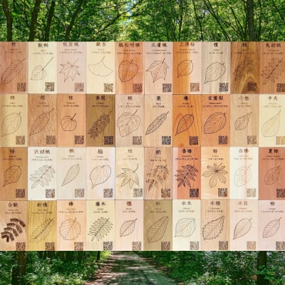 広葉樹見本帳「森の響」(広葉樹40種類のサンプル板 60×110mm(板)40枚)【50-1】