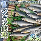 【ジャンボ鮎】清流が育む天然の馬瀬川鮎 6尾(重さ80g以) 冷凍【26-1】