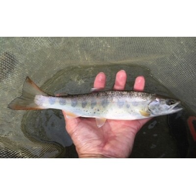 先行受付【令和8年】益田川雑魚年券1枚 渓流釣り 釣り券 【35-2】