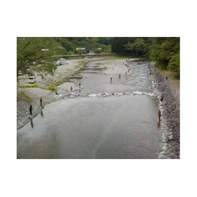 先行受付【令和8年】益田川雑魚年券1枚 渓流釣り 釣り券 【35-2】