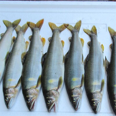 清流が育む天然の馬瀬川鮎 8尾(1尾あたり50g～80g以上 (混) 大・中・小セット)【26-3】