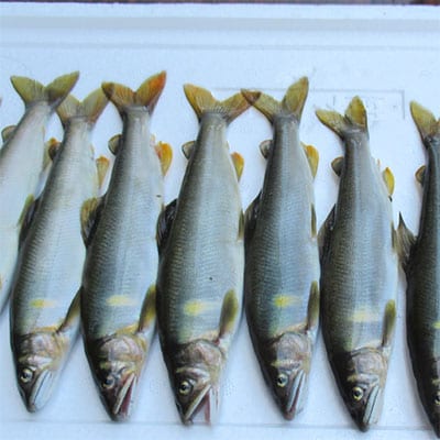 先行受付【令和8年】馬瀬川下流 鮎友釣年釣券 年券 あゆ アユ 年釣【26-4】