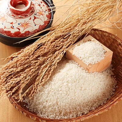 【令和7年産米】こしひかり 5kg すがたらいす 2025年産 コシヒカリ【51-5】