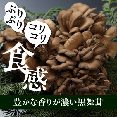 訳あり(簡易包装)飛騨舞茸 1kg マイタケ まいたけ【60-2】