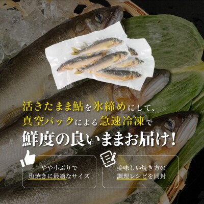 (2026年8月上旬頃から発送)弓掛鮎 6尾セット【107-1】