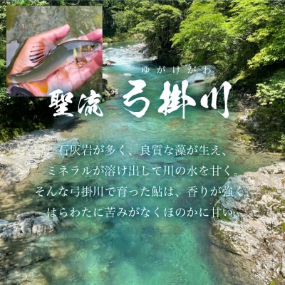 先行受付【期間限定】(2025年8月中旬頃から発送)弓掛鮎 3尾以上【107-4】