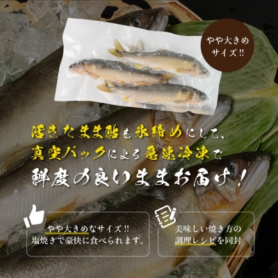 先行受付【期間限定】(2025年8月中旬頃から発送)弓掛鮎 3尾以上【107-4】