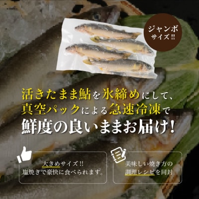 【先行受付】(2026年8月中旬頃から発送)弓掛鮎 4尾以上 ジャンボ鮎【107-4】