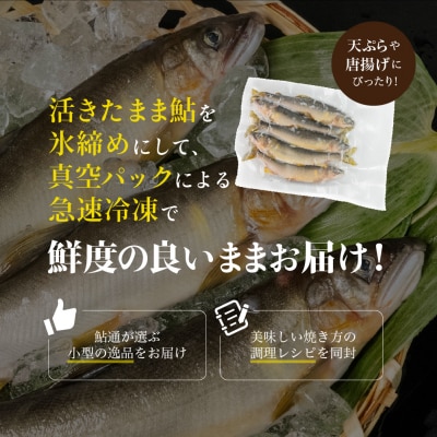 【先行受付】(2026年7月上旬頃から発送)弓掛鮎 5尾以上 鮎通が選ぶ小型の逸品【107-3】