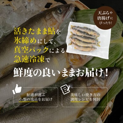 (2026年7月上旬頃から発送)弓掛鮎 5尾以上 鮎通が選ぶ小型の逸品【107-3】