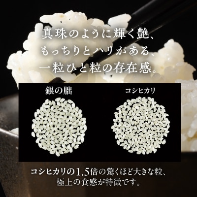 受付終了【2025年産米】5kg×1 皇室献上米「銀の朏」いのちの壱 米 精米【13-2【1】】