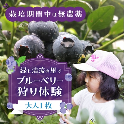 【食べ放題】ブルーベリー狩り体験チケット(大人 1枚)中学生以上 摘み取り【106-1】