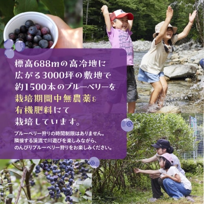 【食べ放題】ブルーベリー狩り体験チケット(大人 1枚)中学生以上 摘み取り【106-1】