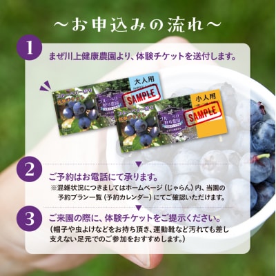 【食べ放題】ブルーベリー狩り体験チケット(大人 1枚)中学生以上 摘み取り【106-1】
