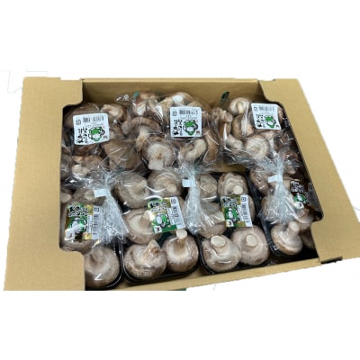  菌床生椎茸  詰め合せセット(4パック+3袋)7品 計1.3kg  生椎茸 しいたけ【119-1】