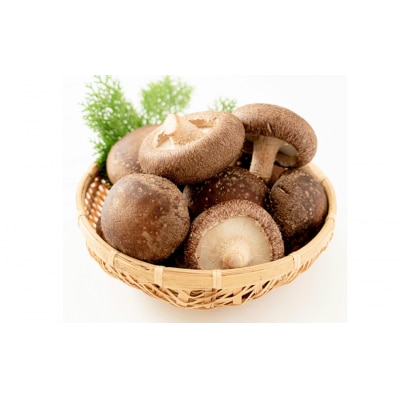  菌床生椎茸  詰め合せセット(4パック+3袋)7品 計1.3kg  生椎茸 しいたけ【119-1】