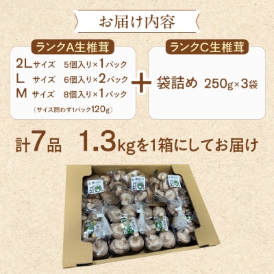  菌床生椎茸  詰め合せセット(4パック+3袋)7品 計1.3kg  生椎茸 しいたけ【119-1】