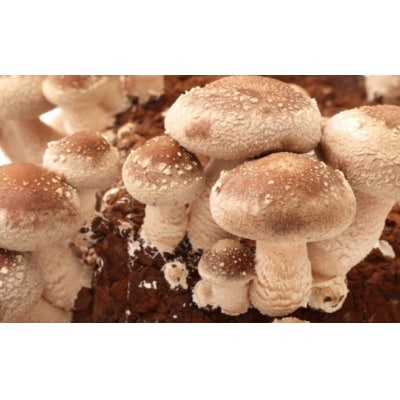  菌床生椎茸  詰め合せセット(4パック+3袋)7品 計1.3kg  生椎茸 しいたけ【119-1】