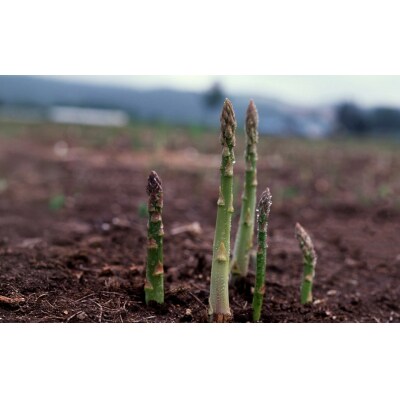 先行受付(2026年5月から順次発送)高級アスパラガス 隆至の龍 1kg 期間限定【119-2】