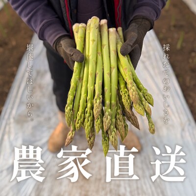 (2026年5月から順次発送)高級アスパラガス 隆至の龍 500g 期間限定【119-3】