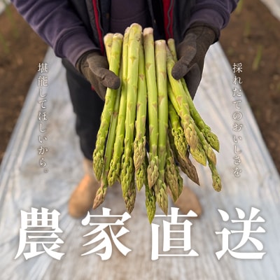 高級アスパラガス 隆至の龍 500g 期間限定【119-3】