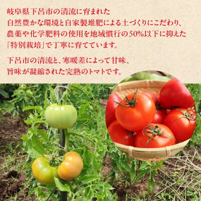 先行受付(2026年7月上旬頃から順次発送)甘熟トマト 麗月 Lサイズ 4kg【119-4】
