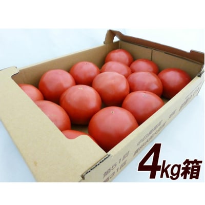 先行受付 訳あり(2026年7月上旬頃から順次発送)甘塾トマト 麗月 4kg以上【119-5】