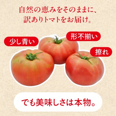 先行受付 訳あり(2026年7月上旬頃から順次発送)甘塾トマト 麗月 4kg以上【119-5】