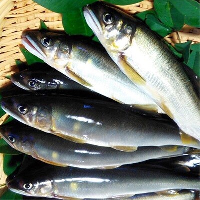 山国川で育った 天然鮎 650g(5~10尾)
