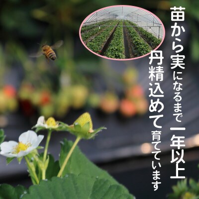 【完熟朝採れ】福岡県産ブランドいちご(3月-5月配送)あまおう(約270g×6パック)