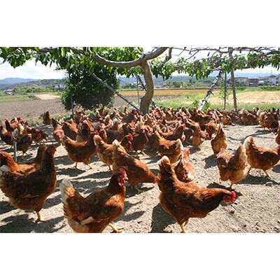 放し飼いたまご『かぐやひめ』120個【福岡上毛町産】
