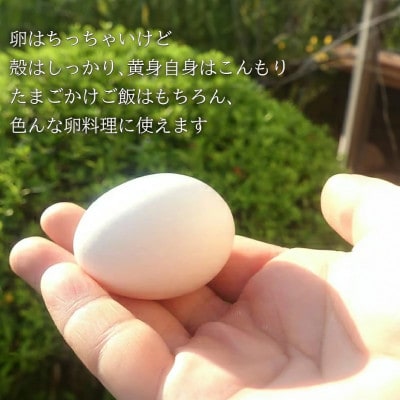 けいちゃんたまご　白　Sサイズ　100個