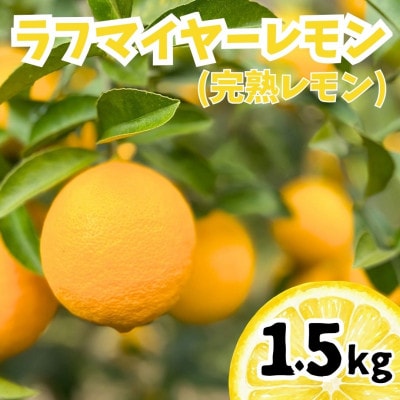 【26年11月下旬～27年2月上旬発送】上毛町産ラフマイヤーレモン　1.5kg(完熟レモン)上毛町