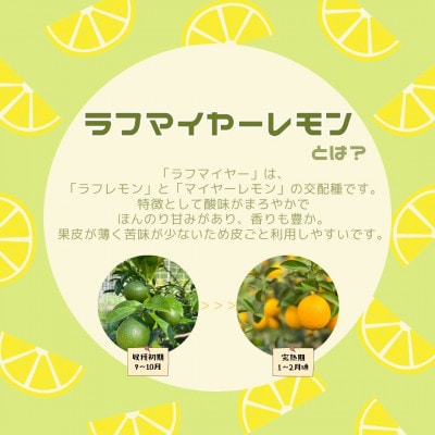 【26年11月下旬～27年2月上旬発送】上毛町産ラフマイヤーレモン　1.5kg(完熟レモン)上毛町