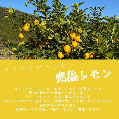 【26年11月下旬～27年2月上旬発送】上毛町産ラフマイヤーレモン　1.5kg(完熟レモン)上毛町