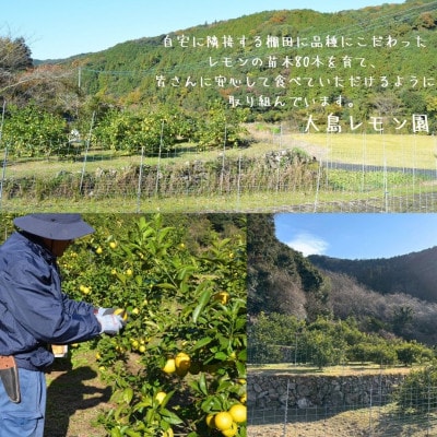 【26年11月下旬～27年2月上旬発送】上毛町産ラフマイヤーレモン　2kg(完熟レモン)(上毛町)