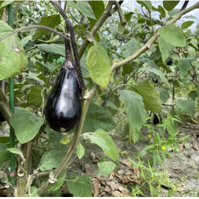 「ノウフク・プロジェクト」野菜詰め合わせ