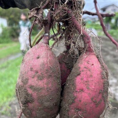 愛知産さつまいも　【訳あり】紅はるか「ノウフク・プロジェクト」約6kg