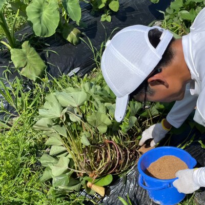 愛知産さつまいも　【訳あり】紅はるか「ノウフク・プロジェクト」約6kg