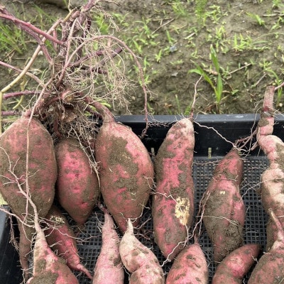 愛知産さつまいも　【訳あり】紅はるか「ノウフク・プロジェクト」約6kg