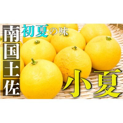 【ふるさと納税】高知県高知市　高知の初夏を代表する果実　小夏　家庭用　約3kg【AW005】