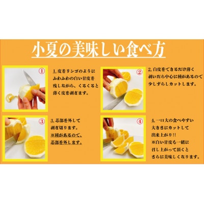【ふるさと納税】高知県高知市　高知の初夏を代表する果実　小夏　家庭用　約3kg【AW005】