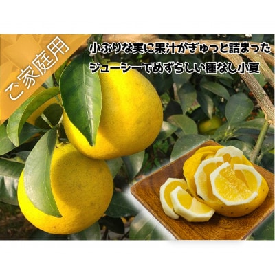 【数量限定】ジューシーな種なし小夏【AW006】