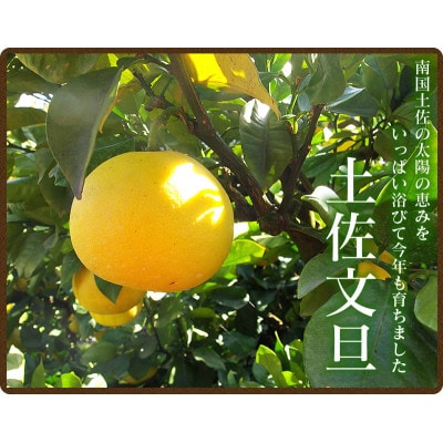 【先行受付】高知県産　ワケあり土佐文旦　約10kg【2月下旬頃より順次発送】【AF038】